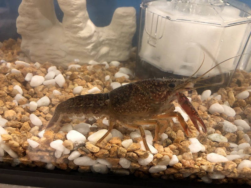 ザリガニと砂利