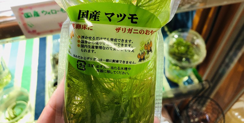 ザリガニの水草