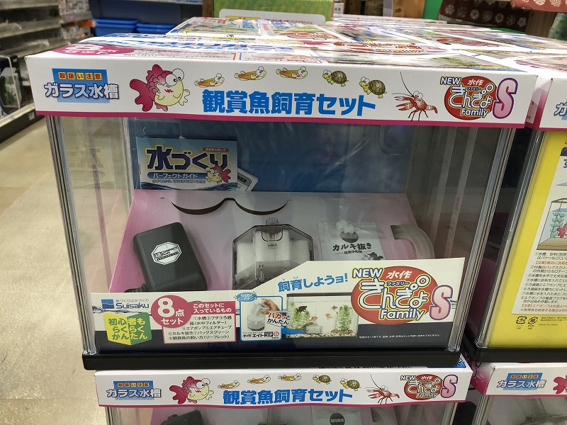 ザリガニ水槽